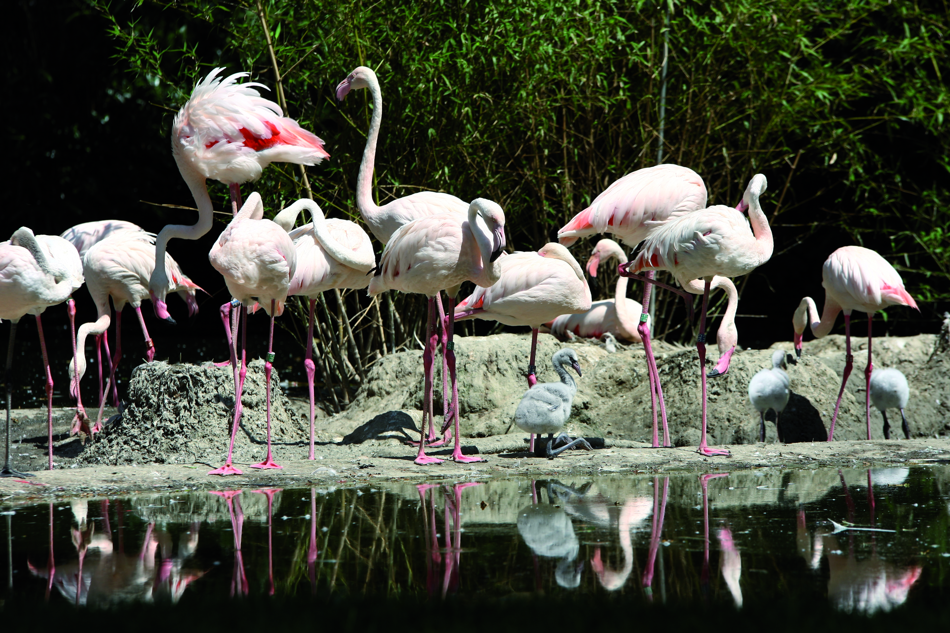 Een roze wolk! | Burgers' Zoo in Arnhem