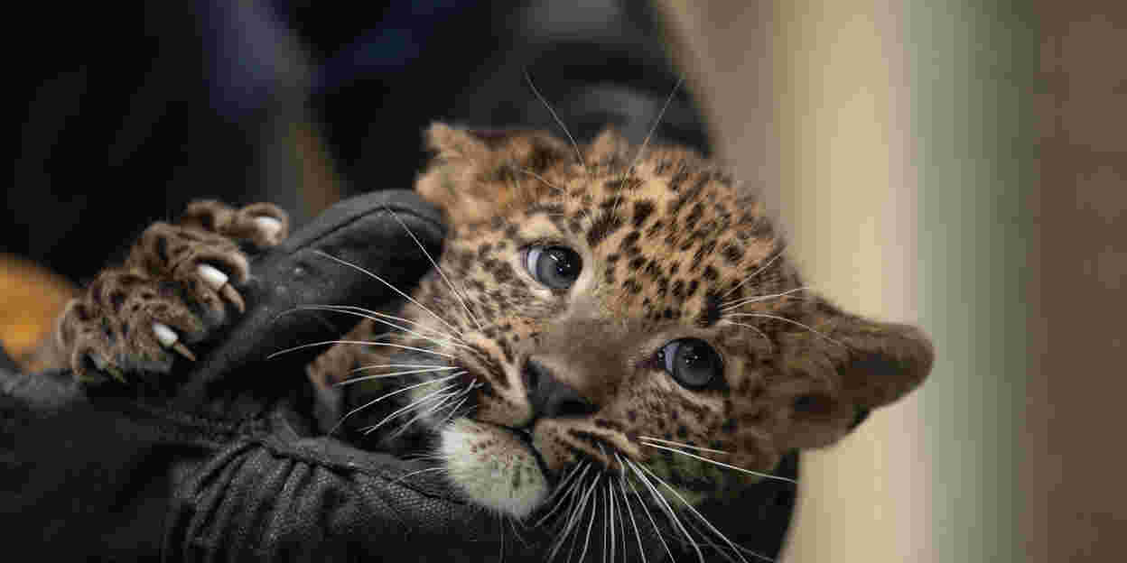 Panter welpje krijgt tweede inenting