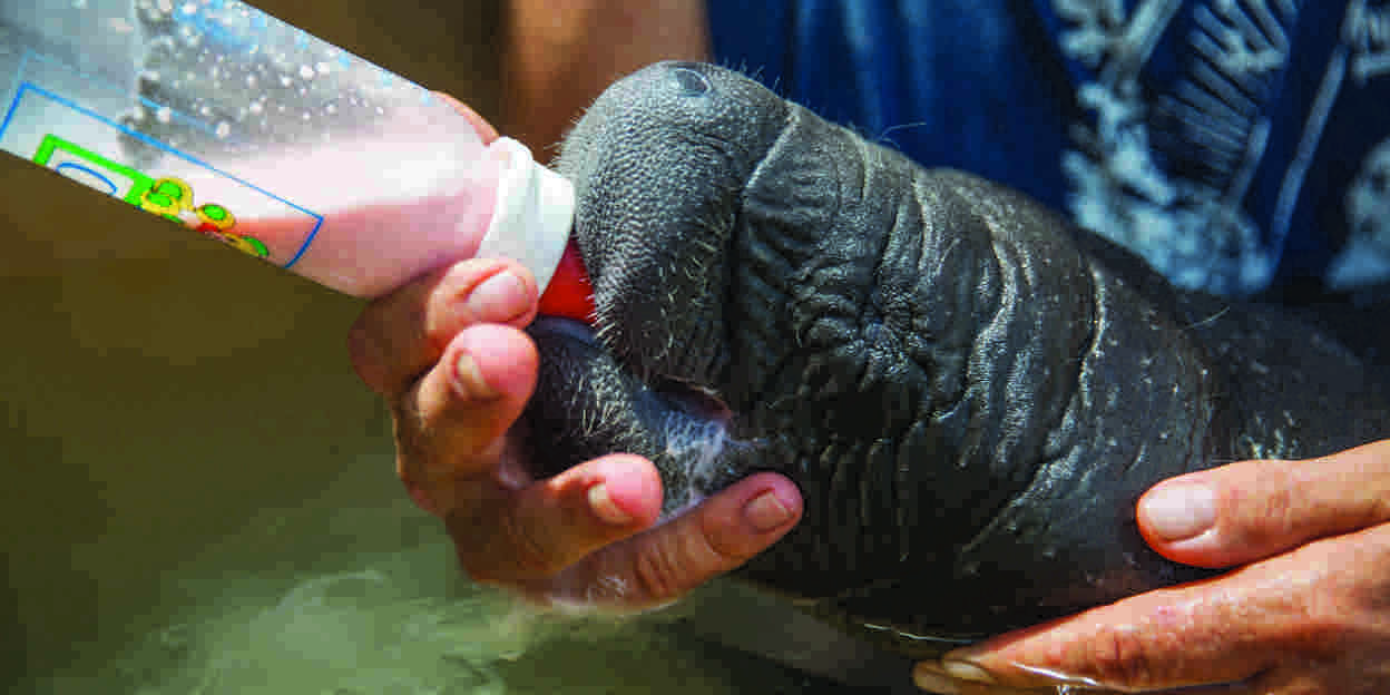 Vrijwilligers steunen zeekoeien in Belize