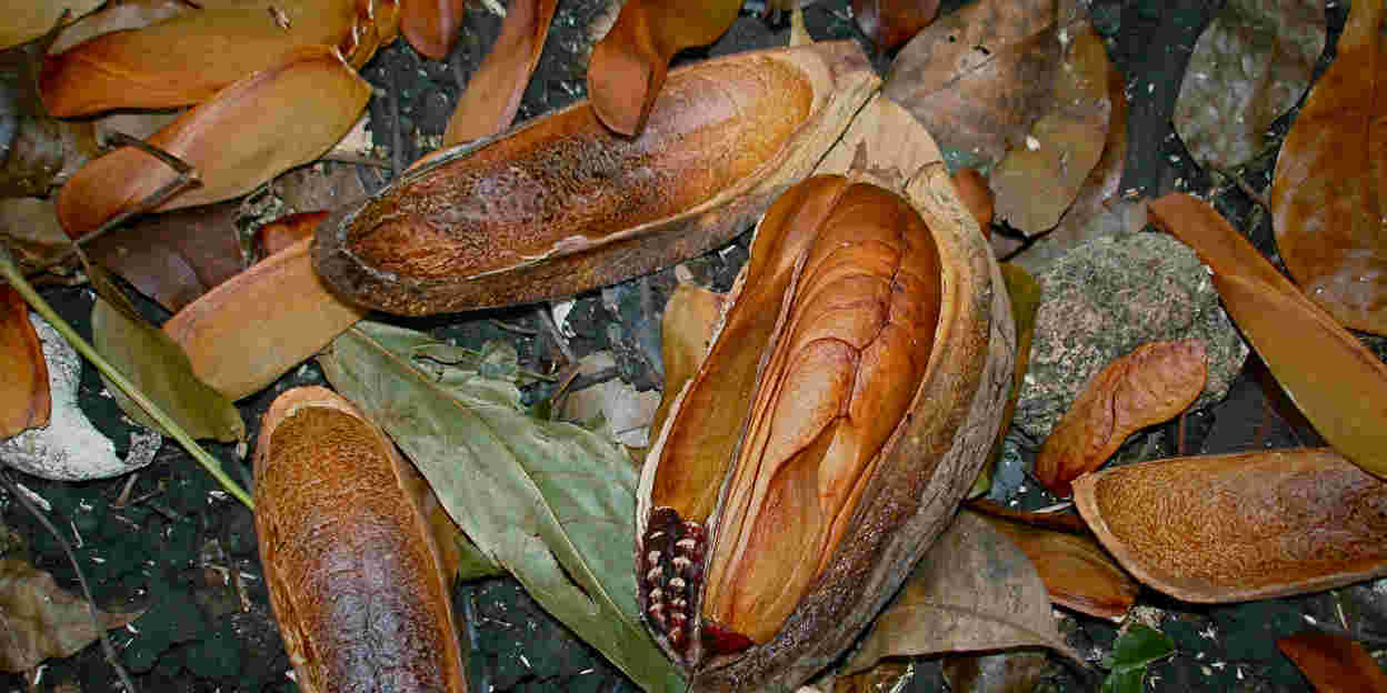 Amerikaanse mahonie, de nationale boom van Belize