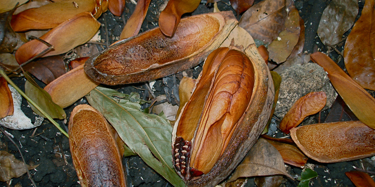 Amerikaanse mahonie, de nationale boom van Belize
