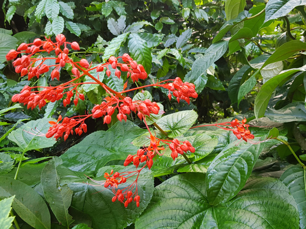 Bijzondere aanpassing aan de leefomgeving