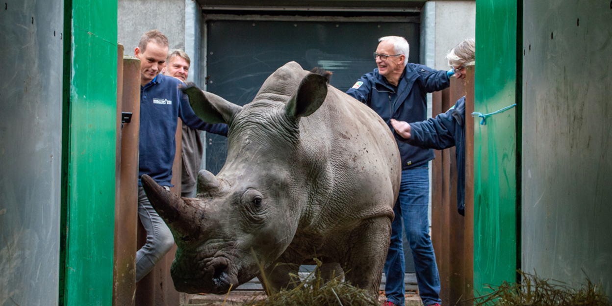 Twee Arnhemse neushoorns reizen noordwaarts 