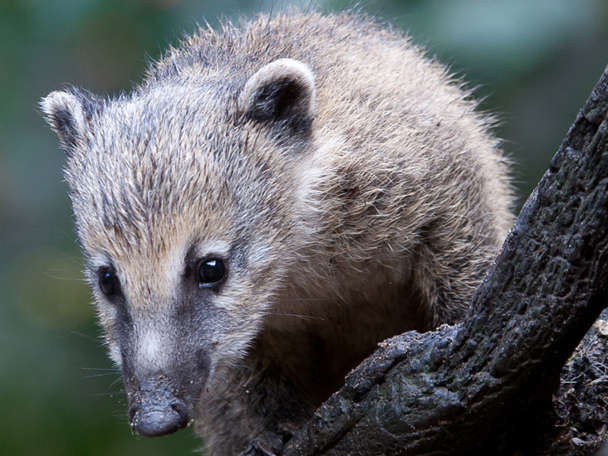 Volg onze dieren op social media