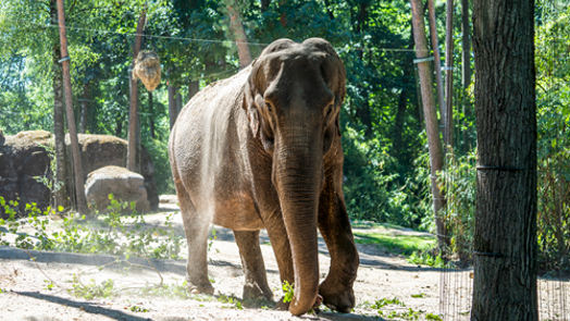 Burgers' Zoo laat 59-jarige olifant inslapen