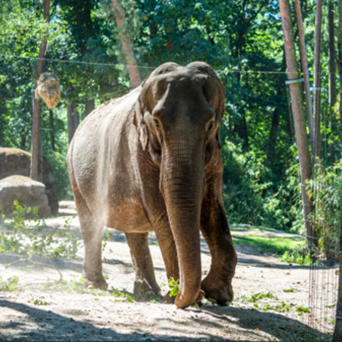 Burgers' Zoo laat 59-jarige olifant inslapen