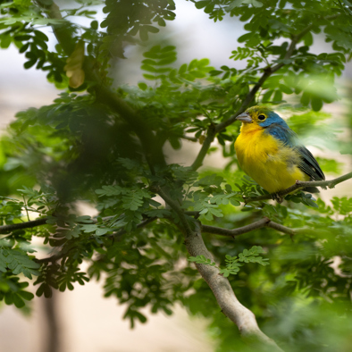 Bedreiging en bescherming