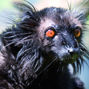 Lees meer over: Zwarte maki