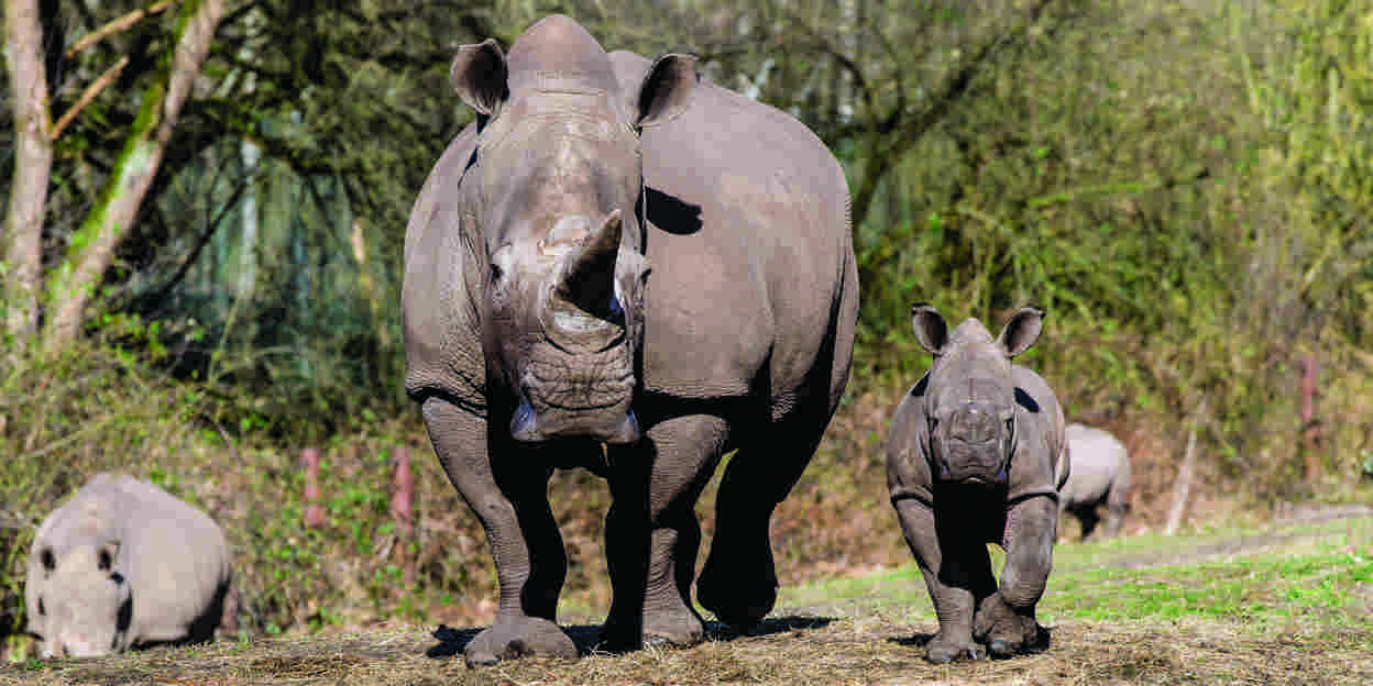 Neushoorn op de vlakte