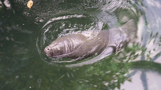 Zeekoe geboren in Burgers' Zoo