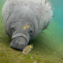Lees meer over: Zeekoe