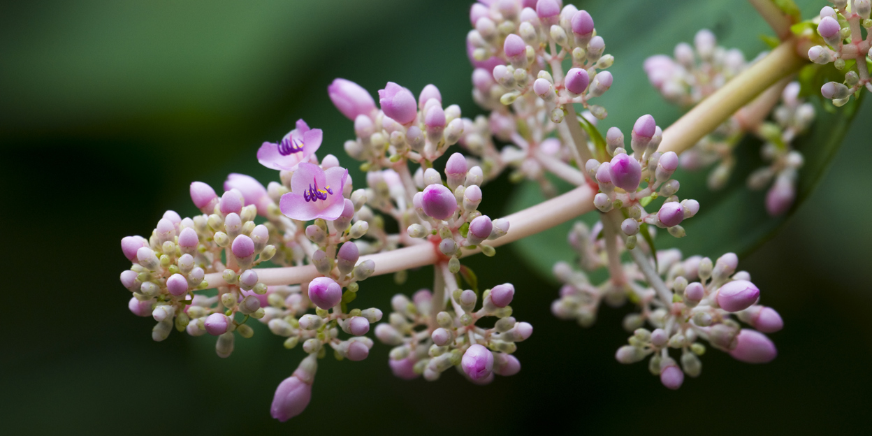 De Bush in de woonkamer: Medinilla