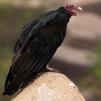 Bedreiging en bescherming