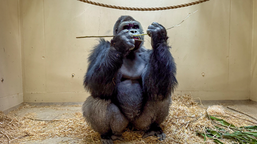 Burgers' Zoo verhuist vier gorilla's