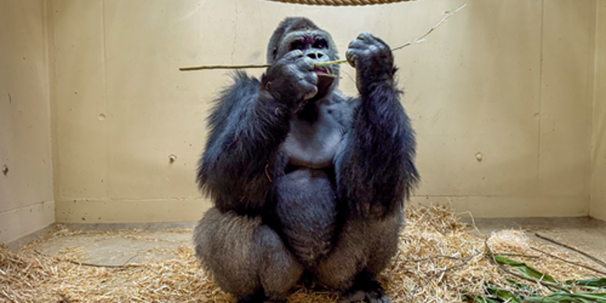 Burgers' Zoo verhuist vier gorilla's