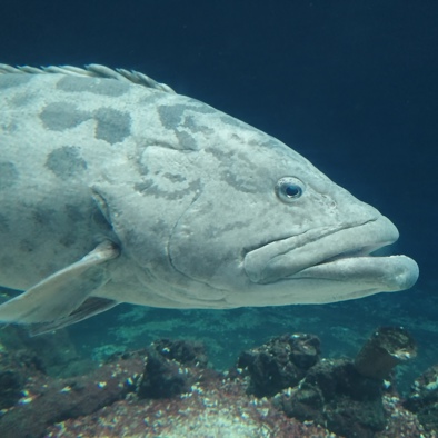 Bedreiging en bescherming