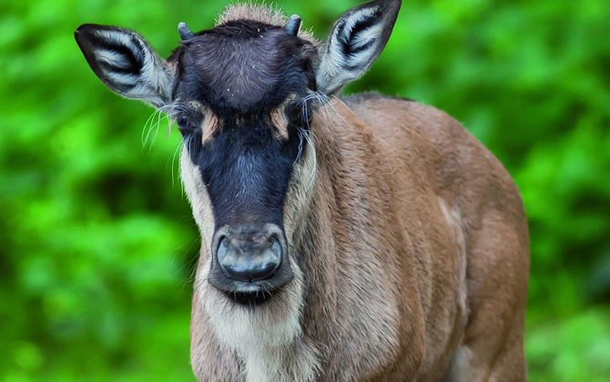 Een ware geboortegolf bij de gnoes!