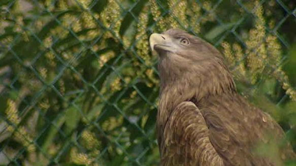 Arnhemse zeearenden trotseren het Israëlische luchtruim