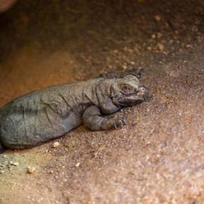 Gewone chuckwalla