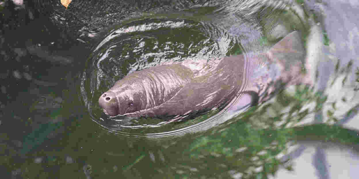 Zeekoe geboren in Burgers' Zoo