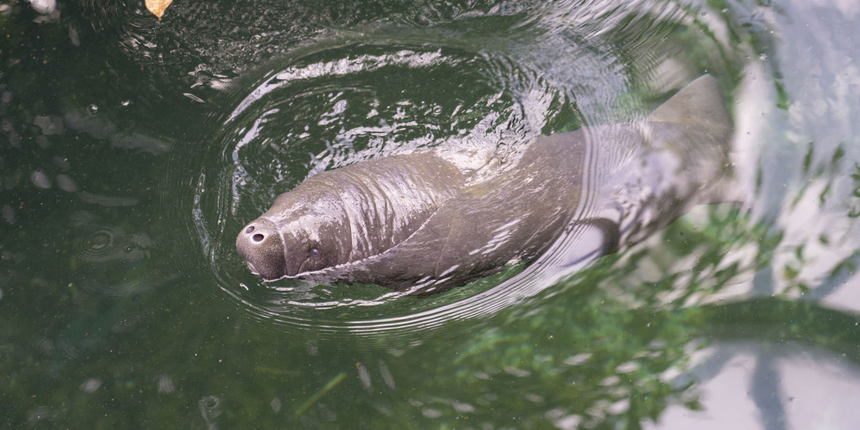 Zeekoe geboren in Burgers' Zoo