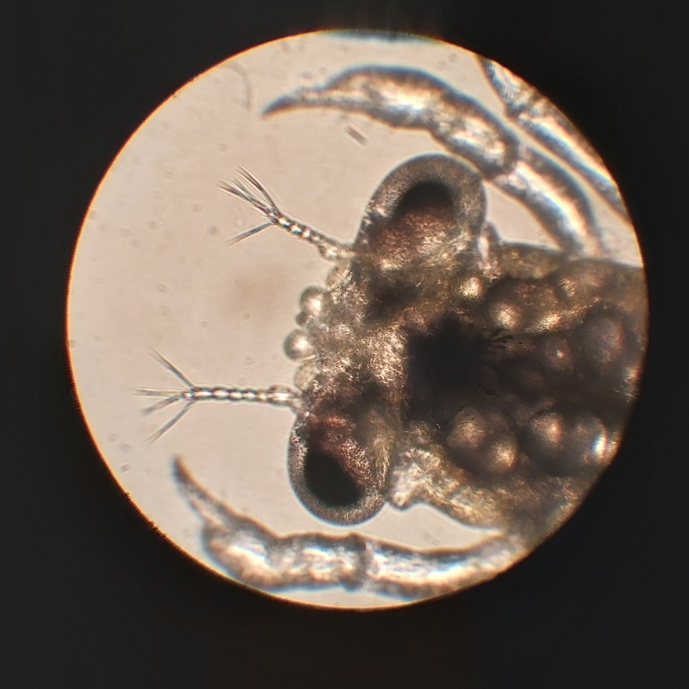 Krabben kweken, dat is echt pionierswerk!