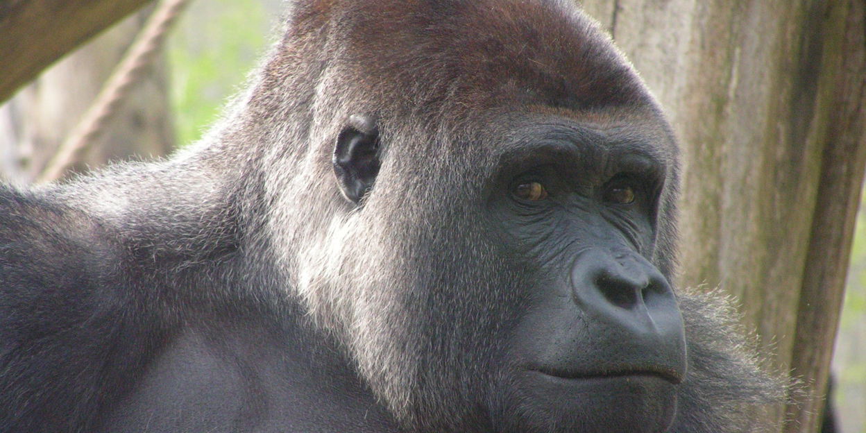 Zaterdagmiddag 13 mei 2023: zilverrug Bauwi ingeslapen