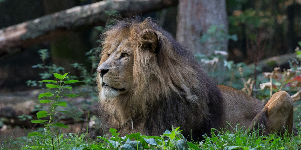 Burgers’ Zoo blikt terug op 2020