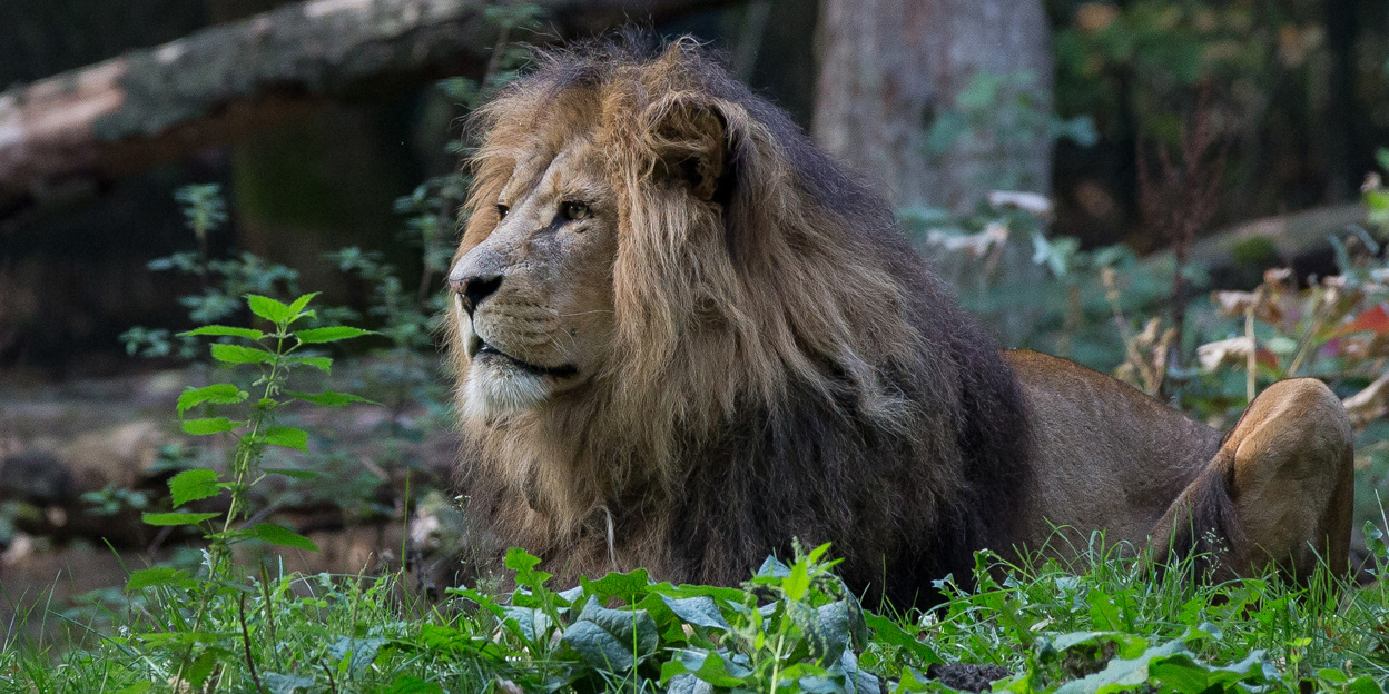 Burgers’ Zoo blikt terug op 2020 | Burgers' Zoo in Arnhem