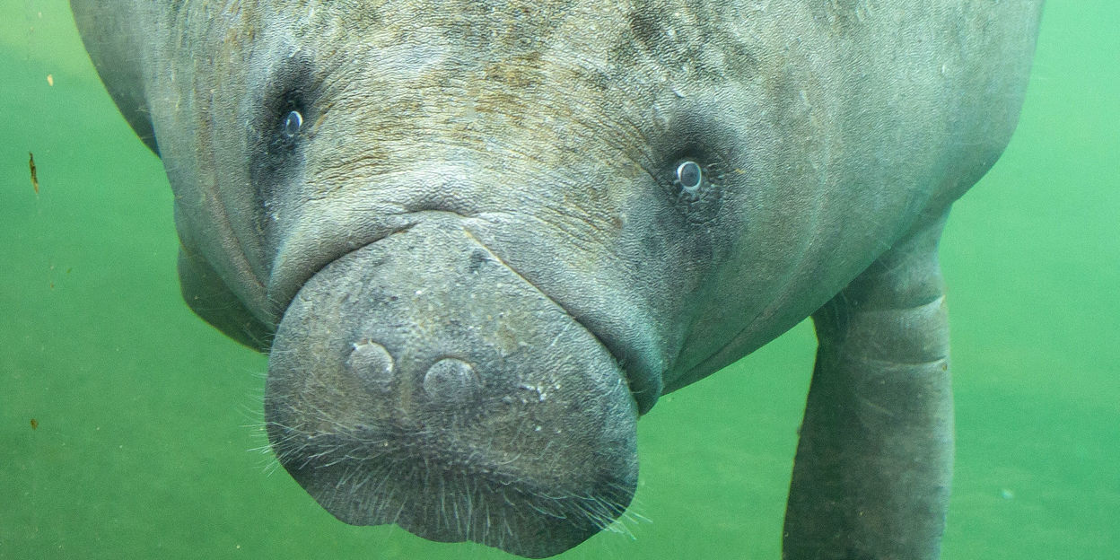 Zeekoeien onder de loep!