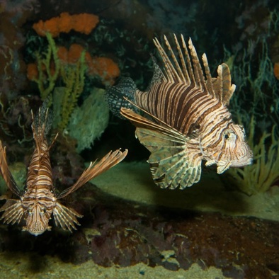 Bedreiging en bescherming