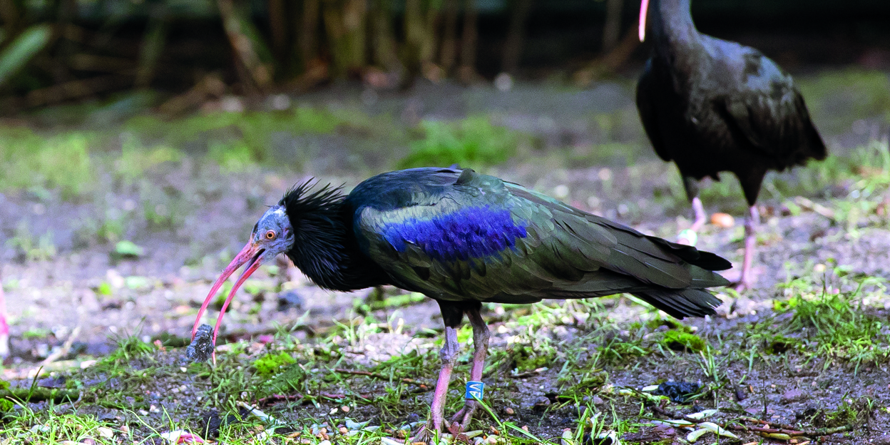 De dierentuin als Ark van Noach