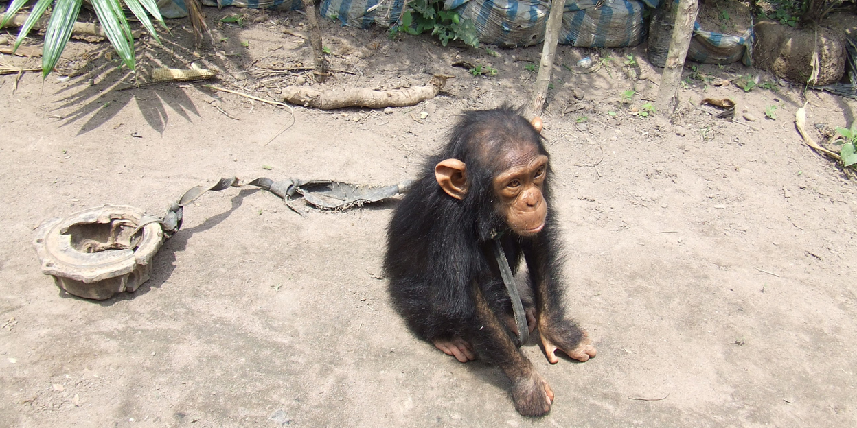 Op zoek naar bedreigde chimpanseecultuur