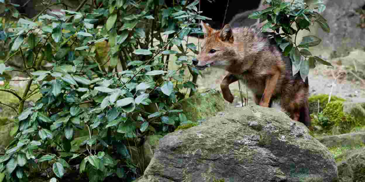 Jonge dieren
