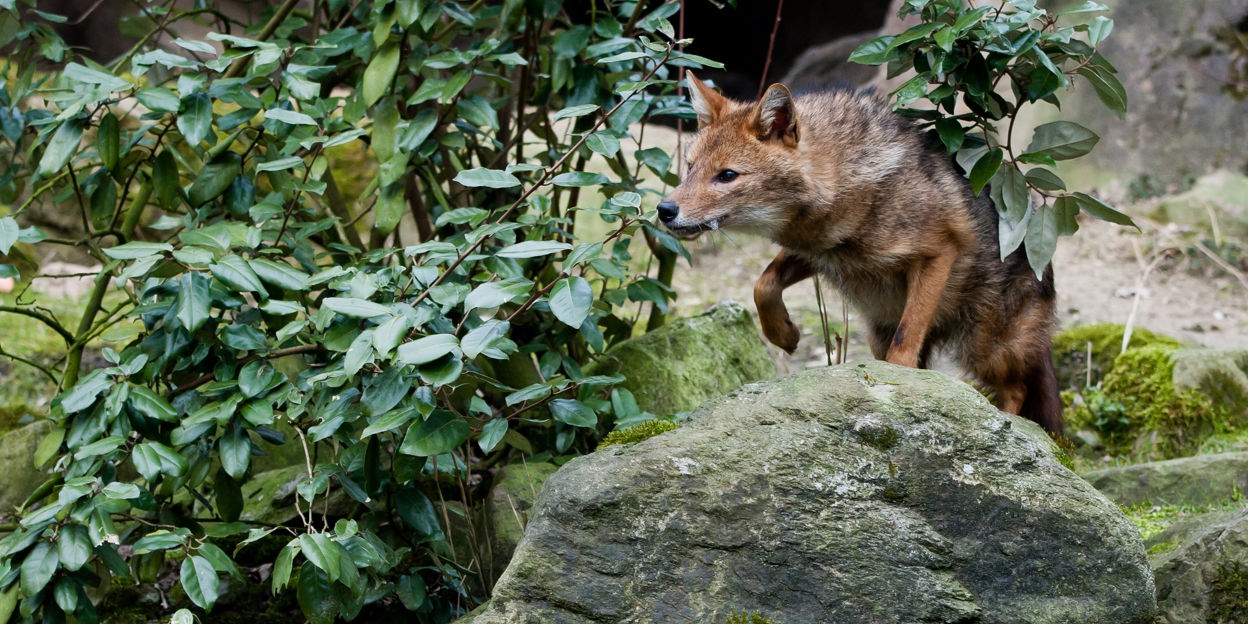 Jonge dieren