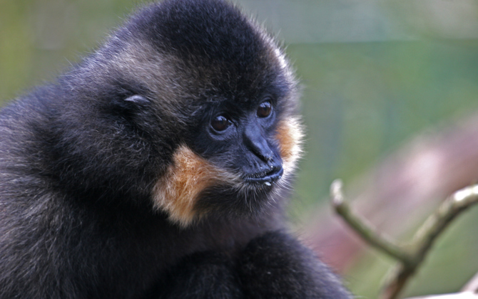 Vreemde snuiters, die gibbons