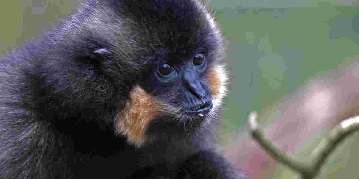 Vreemde snuiters, die gibbons