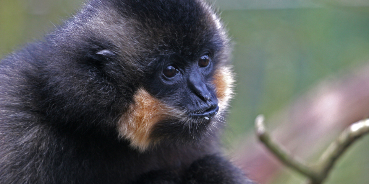 Vreemde snuiters, die gibbons