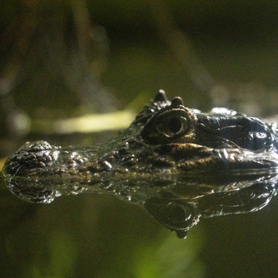 Bedreiging en bescherming