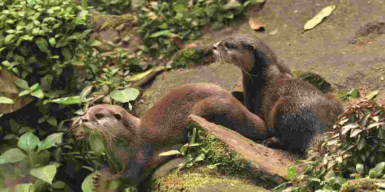 Otterwelzijn in Burgers’ Zoo