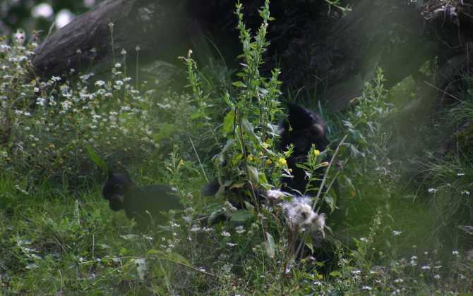 Het laponderhuis stroomt leeg