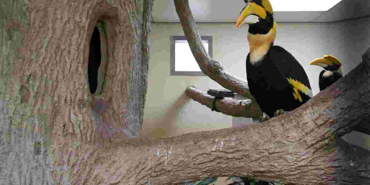 Project partnerkeuze dubbele neushoornvogels