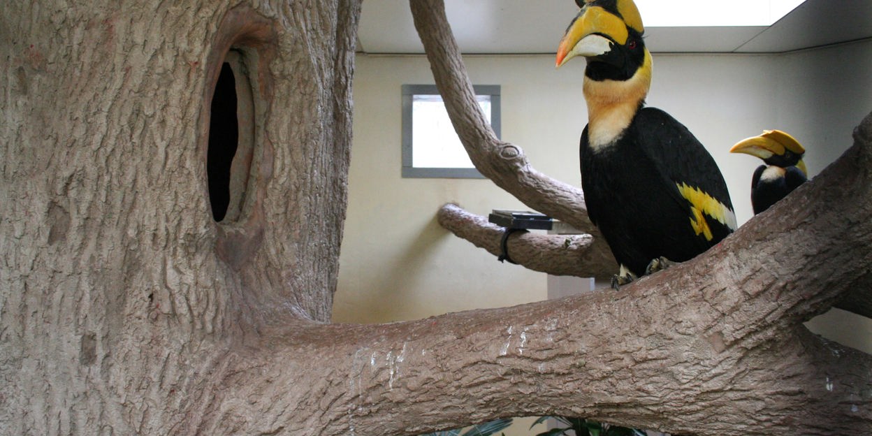 Project partnerkeuze dubbele neushoornvogels