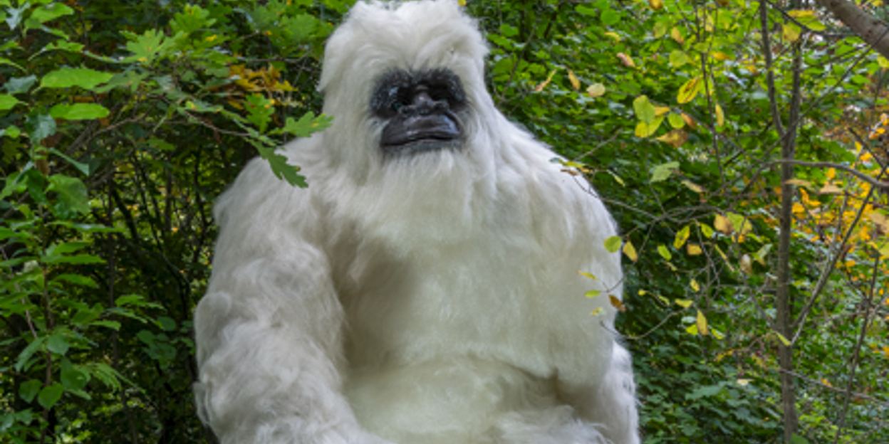 Yeti