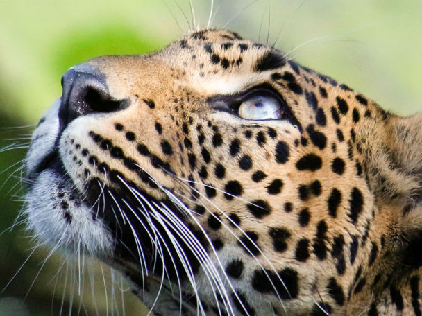 Achtergrond: Fokprogramma