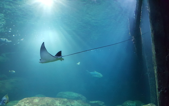 Bijzondere Arnhemse adelaarsrog naar Duits dierenpark