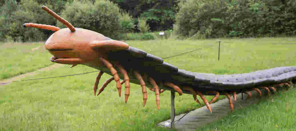 Big Insects