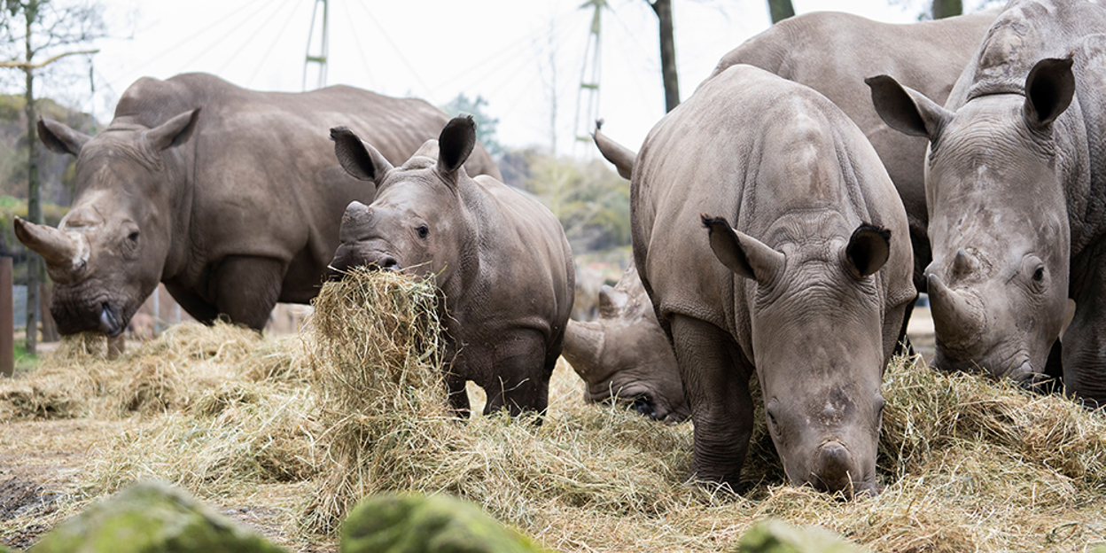 Burgers' Zoo verlengt de zomer 