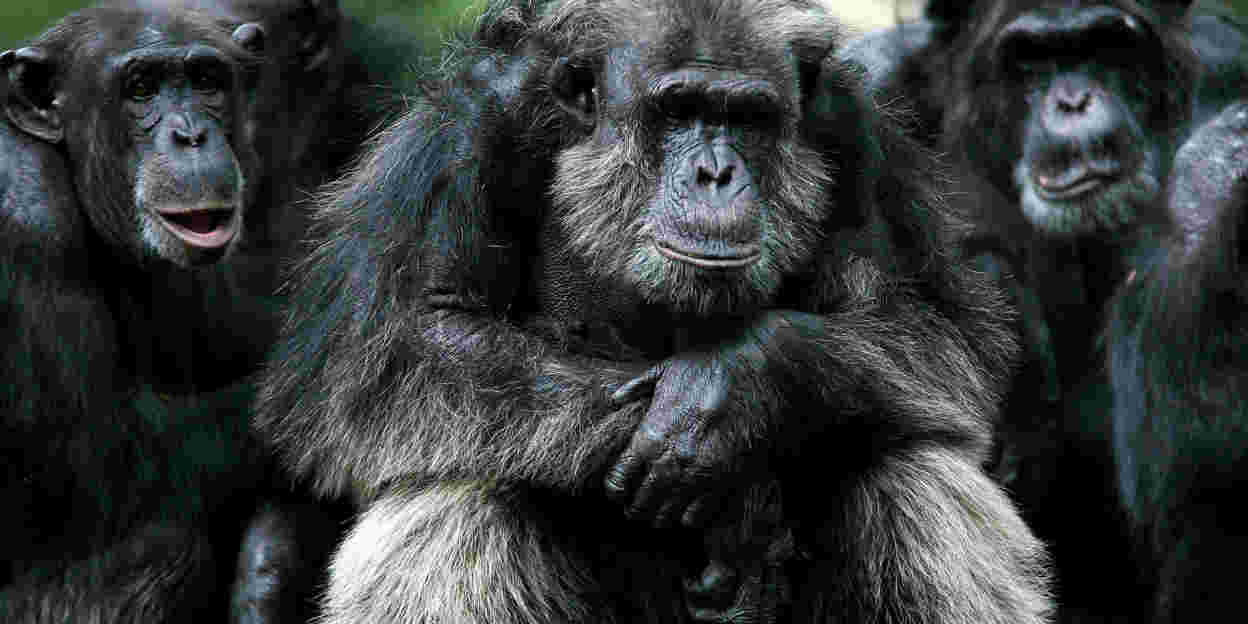 Burgers’ Zoo kijkt terug op een goed 2015