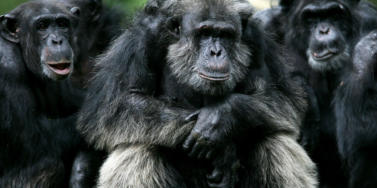 Burgers’ Zoo kijkt terug op een goed 2015